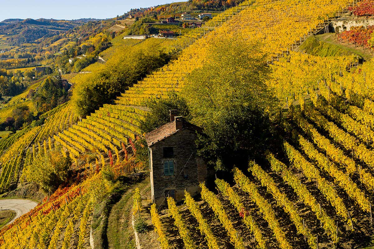 Tra Asti Docg, Canelli Docg e Strevi Doc: l’autunno del Moscato Bianco piemontese Tra Asti Docg, Canelli Docg e Strevi Doc: l’autunno del Moscato Bianco piemontese
