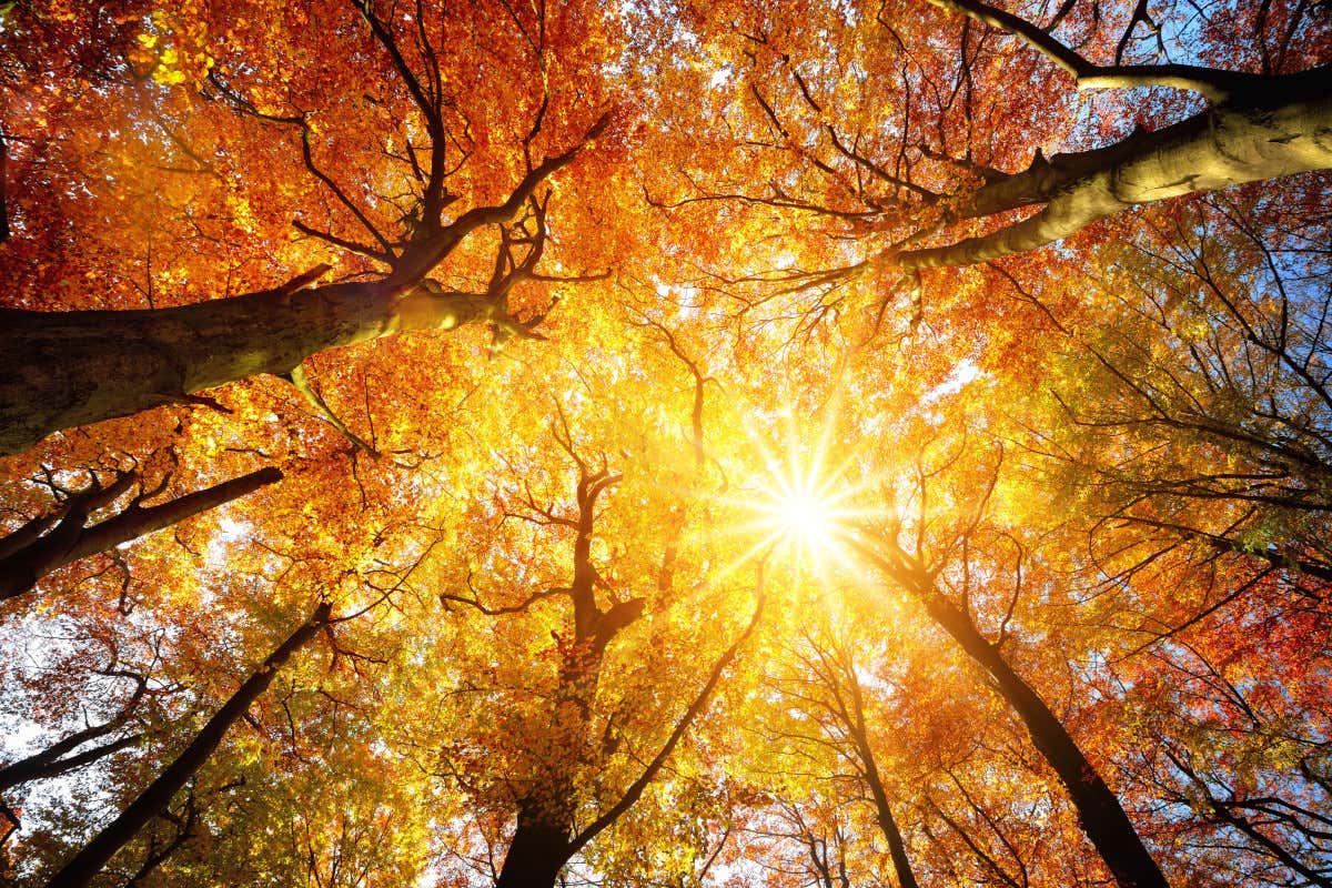 Autunno troppo caldo Autunno troppo caldo, non cadono le foglie e pungono le zanzare