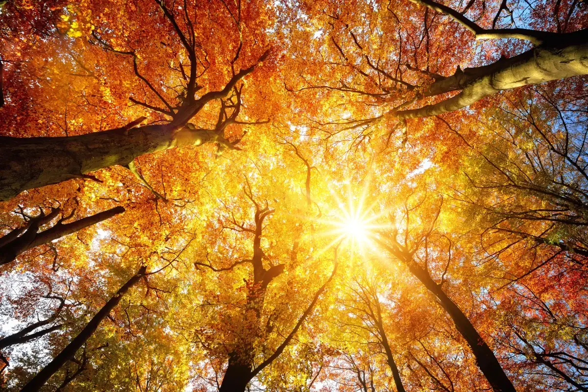 Autunno troppo caldo Autunno troppo caldo, non cadono le foglie e pungono le zanzare