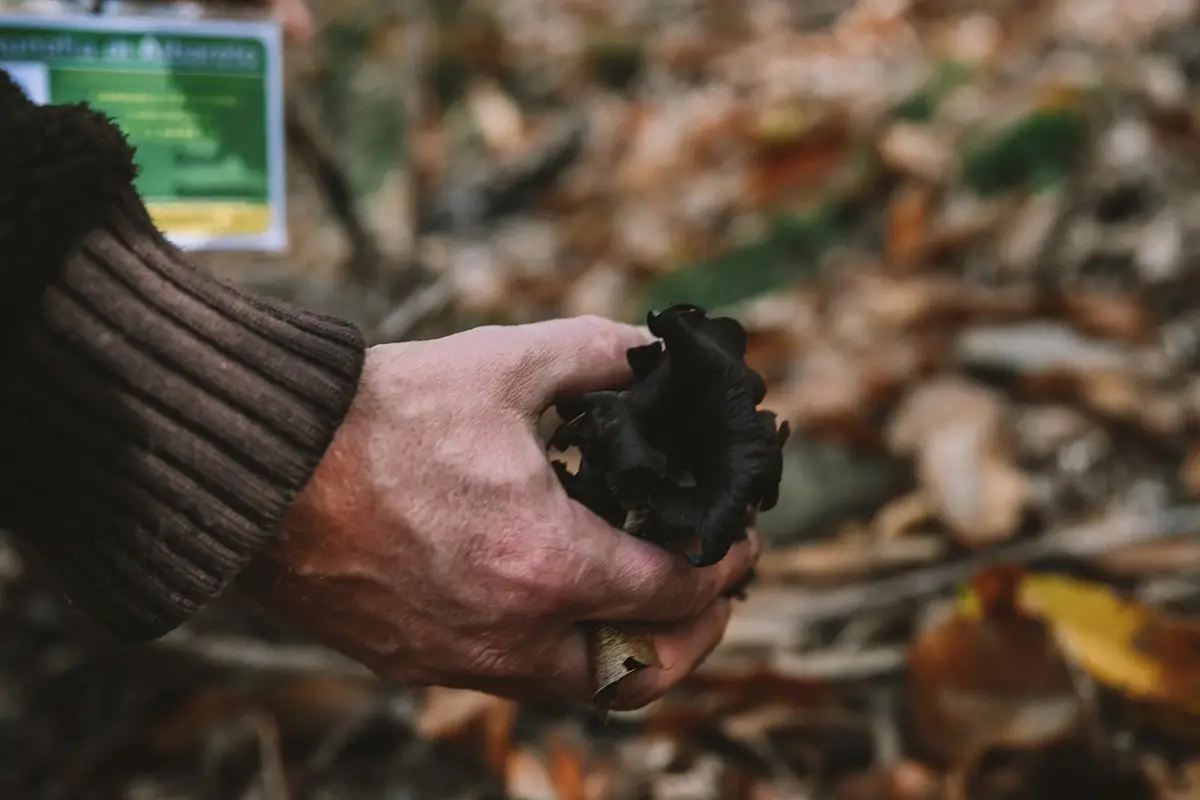 Esperienza autunnale, credit Alta Valtaro Funghi, castagne e tartufi: a caccia di tesori in Alta Valtaro