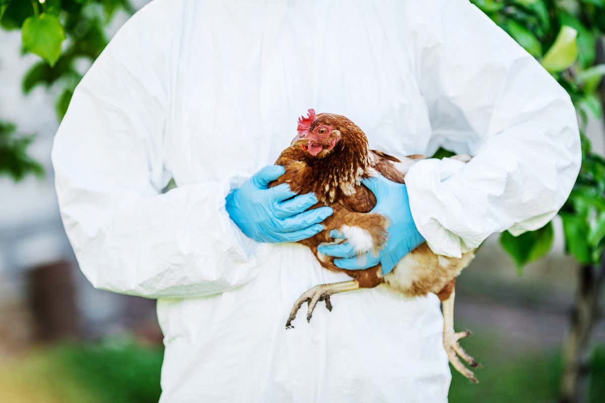 Aviaria cala il numero di casi di influenza negli animali