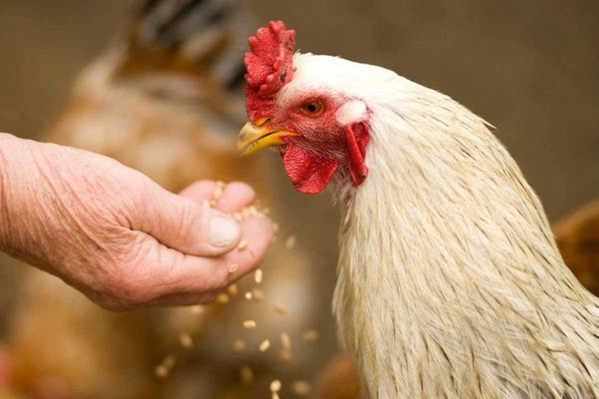 Per il settore avicolo la prossima sfida è la transizione ecologica Pollo Arrosto Day, maratona web per celebrare la carne più consumata al mondo Per il settore avicolo la prossima sfida è la transizione ecologica Pollo Arrosto Day, maratona web per celebrare la carne più consumata al mondo