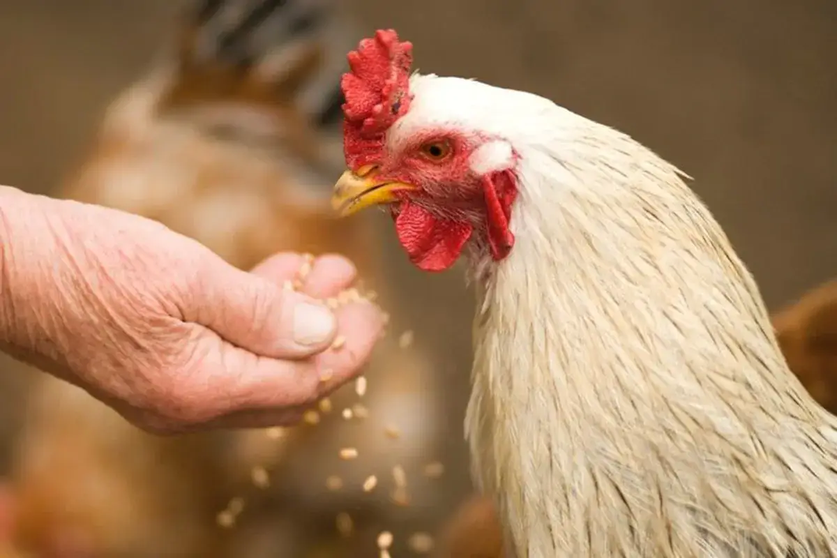 Per il settore avicolo la prossima sfida &egrave; la transizione ecologica Pollo Arrosto Day, maratona web per celebrare la carne pi&ugrave; consumata al mondo