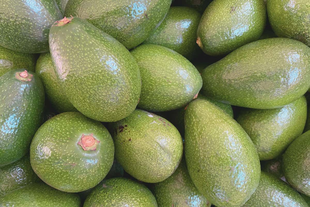 Dalla Sicilia alla Calabria: dove l'avocado diventa un'eccellenza locale