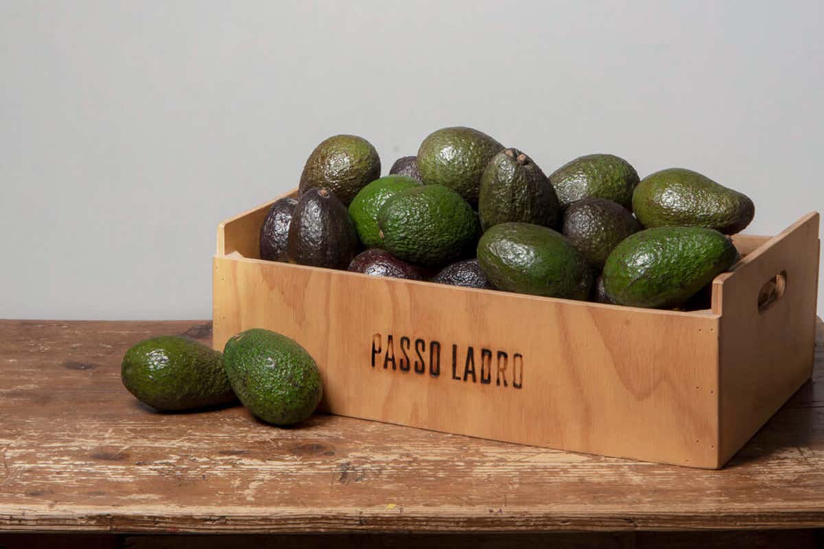 Dalla Sicilia alla Calabria: dove l'avocado diventa un'eccellenza locale