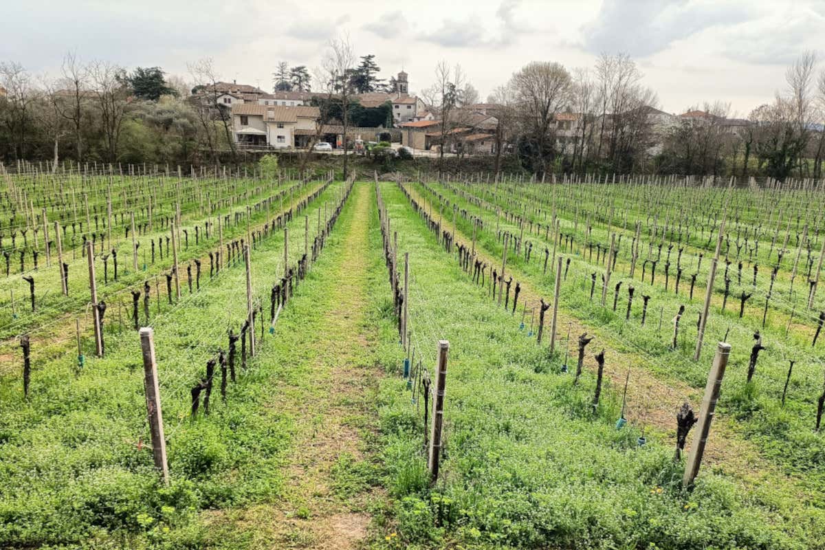 Dal Sauvignon al Picolit: le vecchie annate di Butussi sono una garanzia