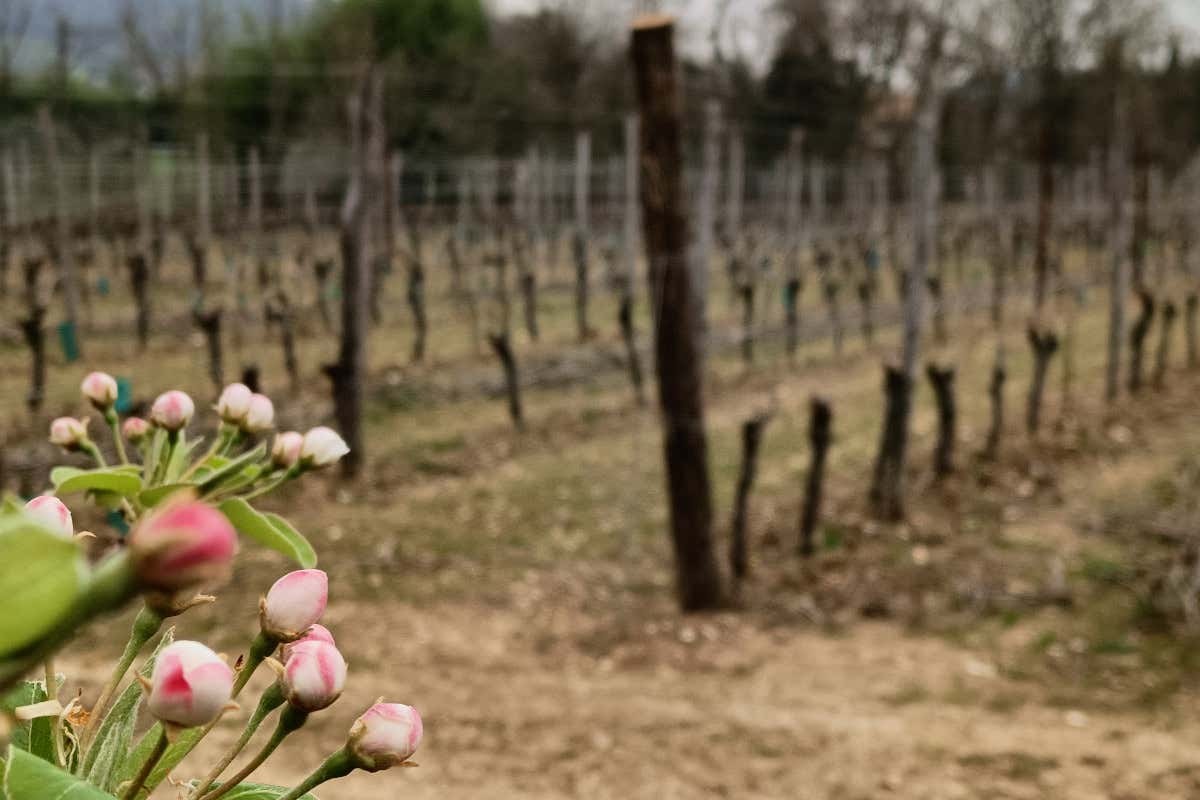 Dal Sauvignon al Picolit: le vecchie annate di Butussi sono una garanzia