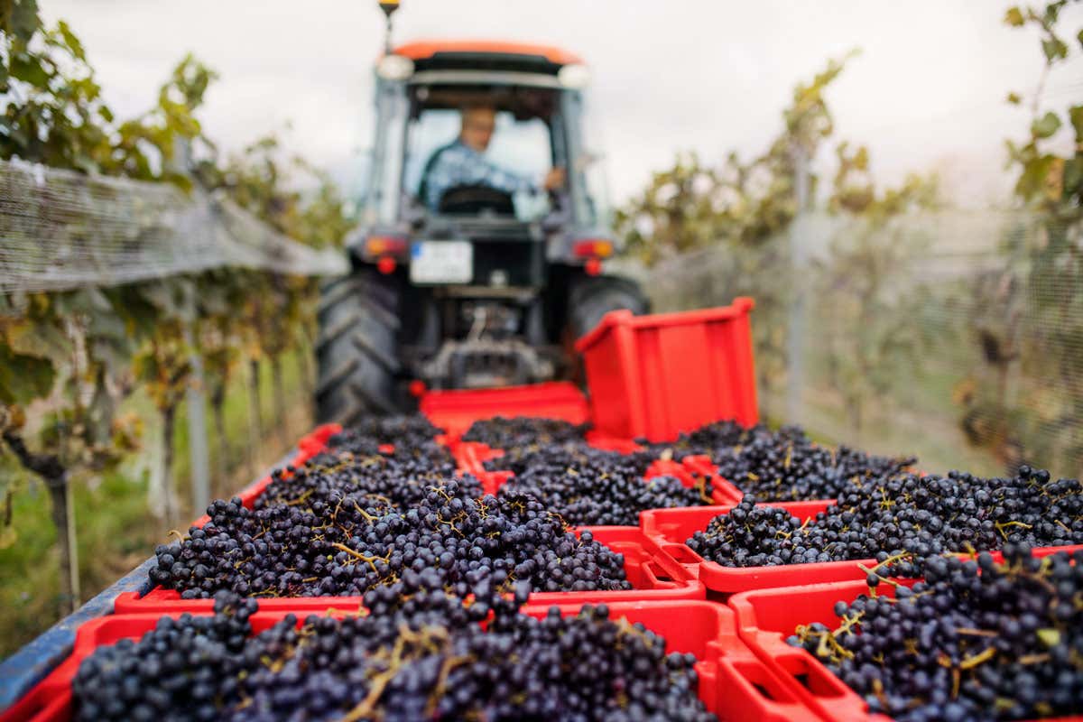 Le grandi aziende vinicole italiane non vedono cali in arrivo Analisi e dati del mercato del vino italiano: il comparto Horeca in crescita