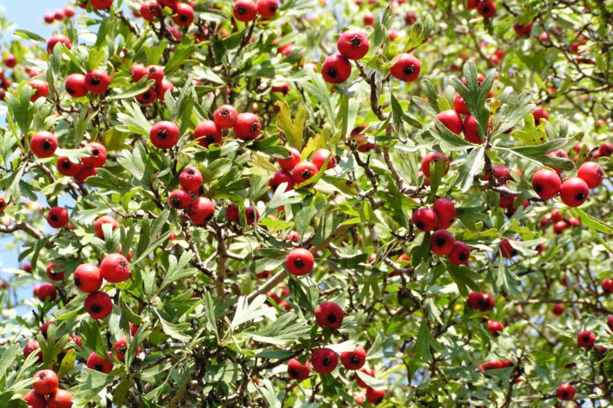 Azzeruole (foto Wikipedia)  Sai cosa sono le azzeruole? Ecco i benefici di un frutto ormai dimenticato