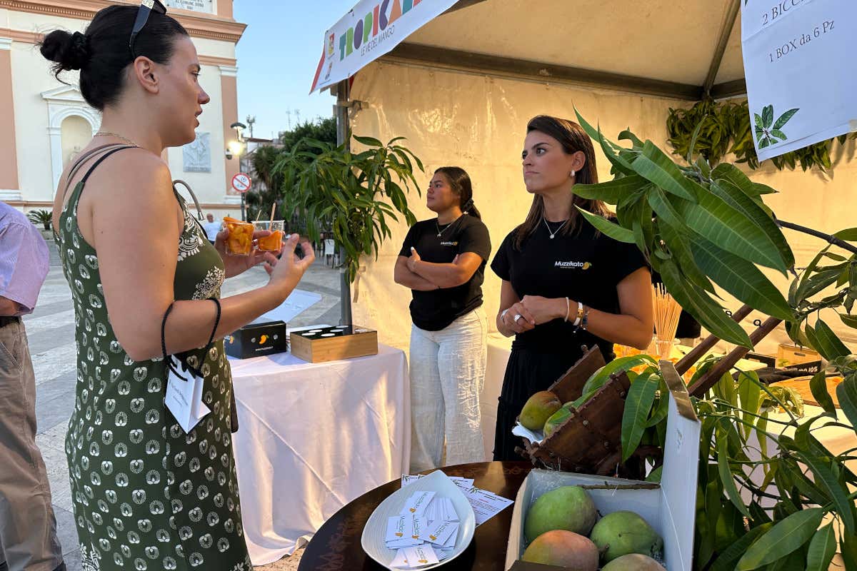 Mango e frutti tropicali: la nuova scommessa di Balestrate Mango papaya e avocado: a Balestrate il futuro agricolo della Sicilia è tropicale