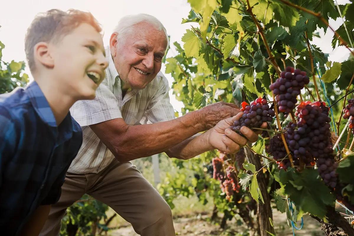 Al Castello di Grumello la vendemmia dei bambini Piccoli vignaioli crescono: al Castello di Grumello la vendemmia dei bambini