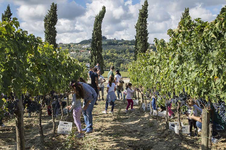 Cantine Aperte in Vendemmia, un fitto calendario di eventi per amanti del vino
