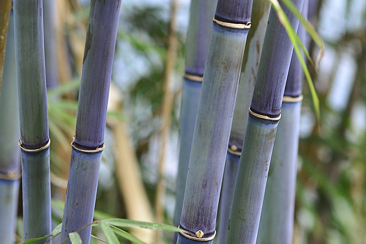 Alma Italia ha avviato un progetto di economia circolare che lega la coltivazione di bambù all'allevamento di lombrichi Il superfood del futuro? Il bambù! Al via la filiera italiana