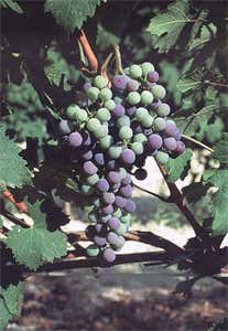 Barbaresco