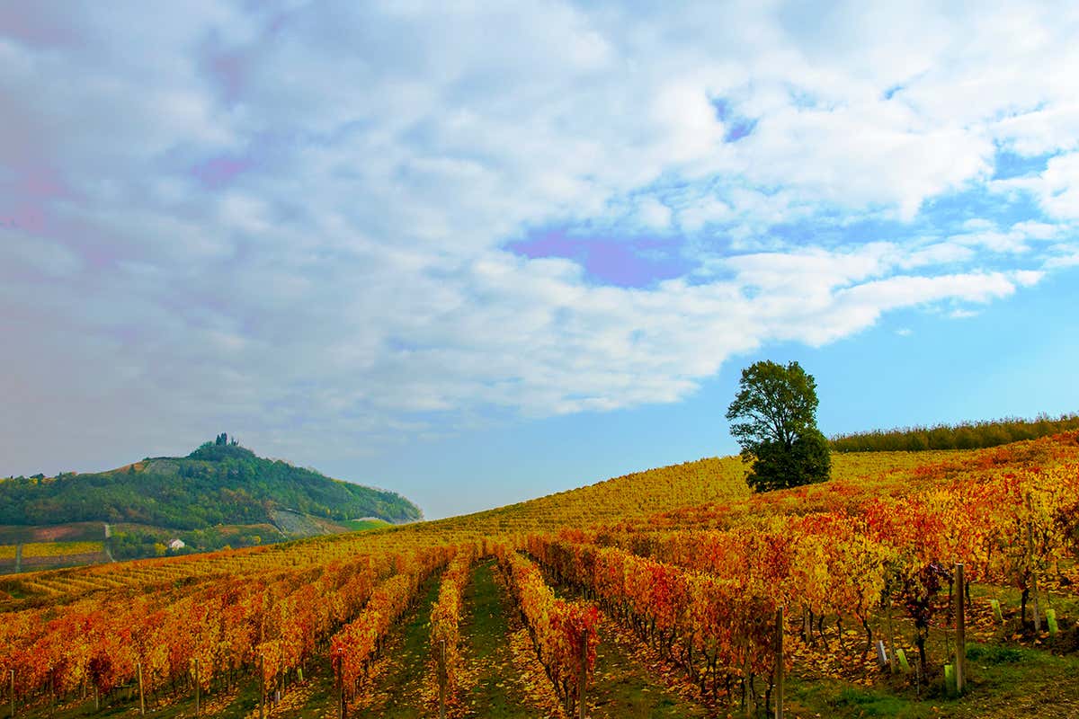 Torna il Barbera d’Asti Wine Festival 2025 tra giovani, territorio e sostenibilità