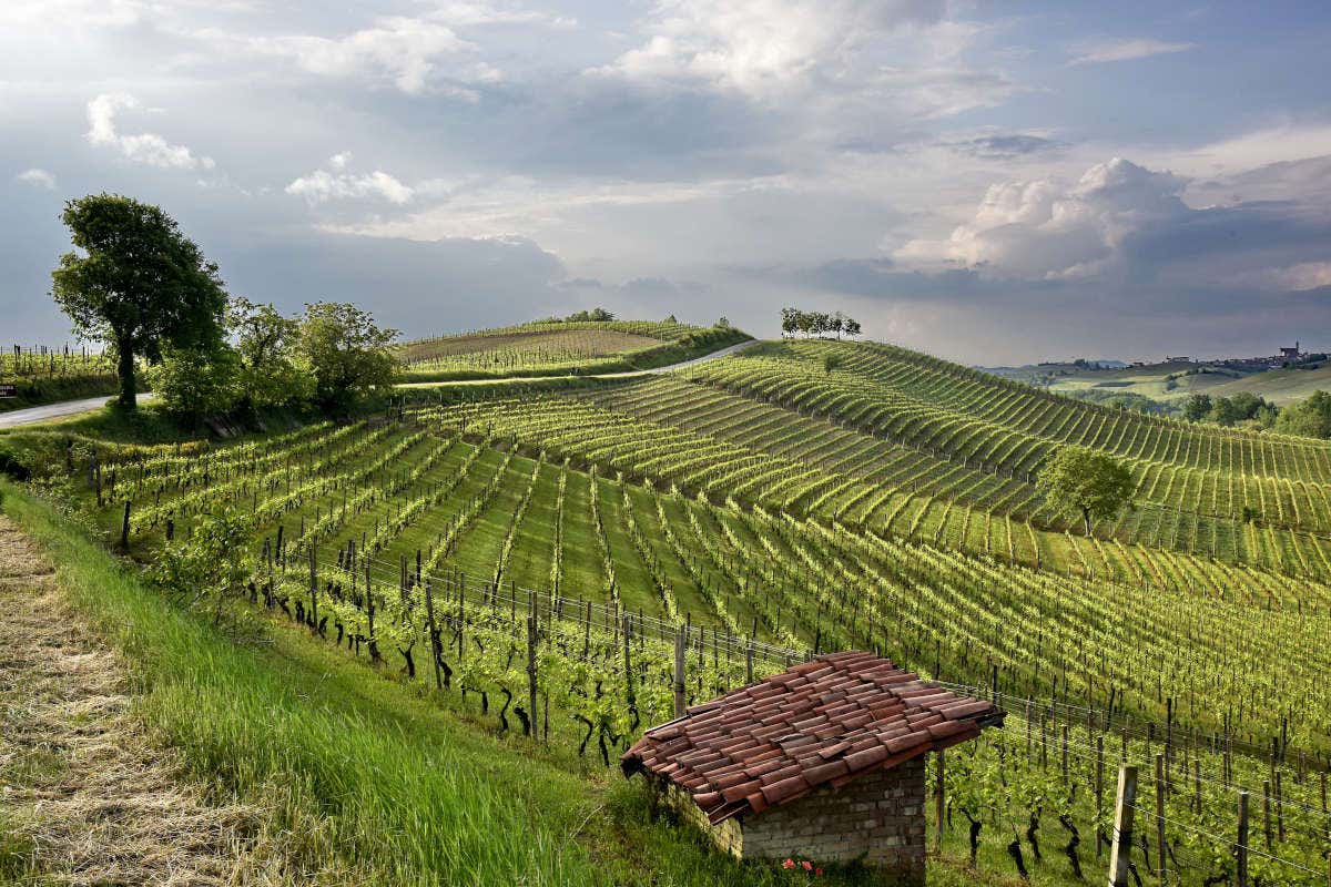 RIVISTA - Barbera d'Asti Docg, vino della tradizione piemontese che dialoga con il mondo