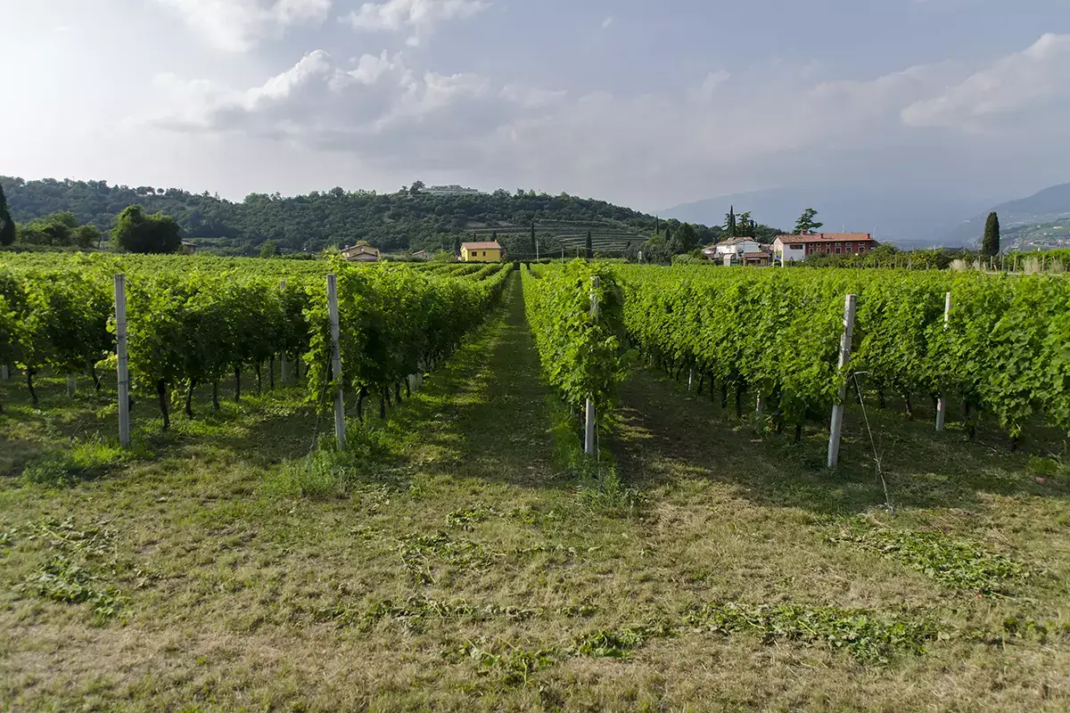Vigneti in Bardolino Chiari, freschi e dolci&hellip; vini! Viaggio tra le Doc del Lago di Garda