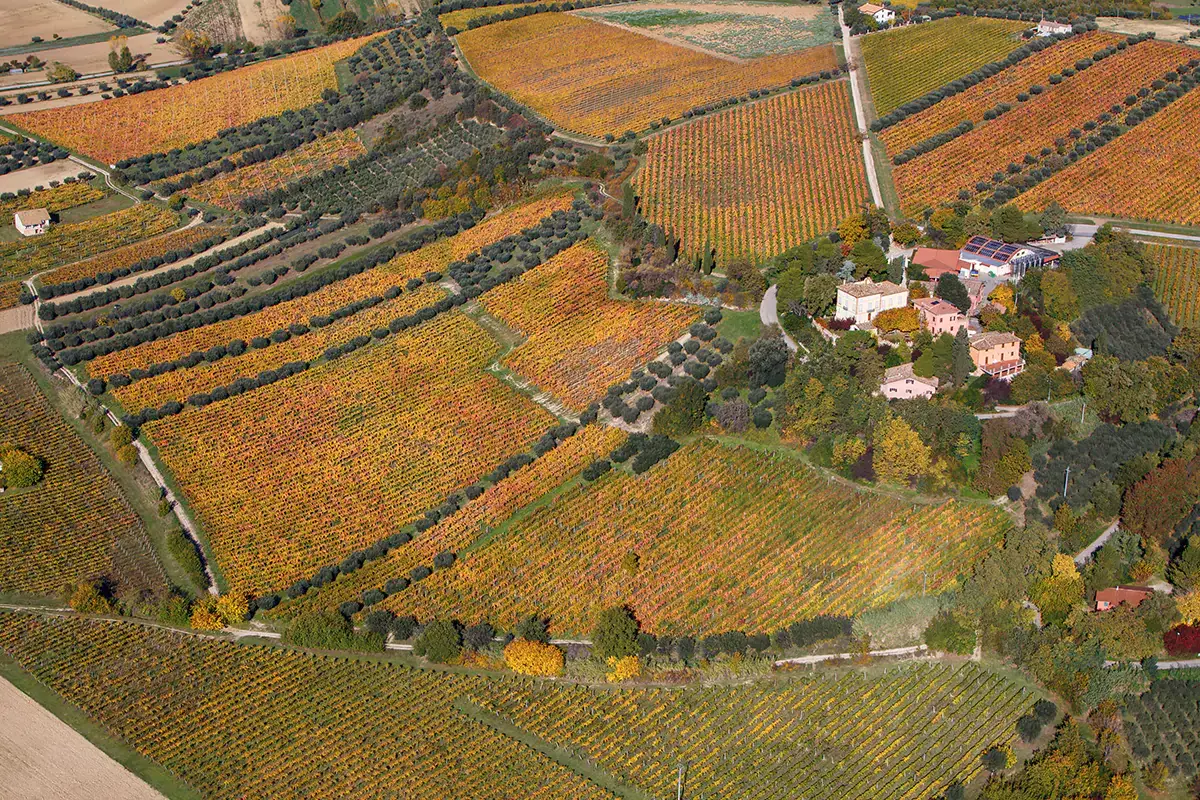 Vista aerea dell'azienda agricola Barone Cornacchia Cantina Barone Cornacchia, la storia che si evolve