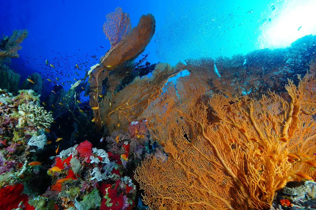 Barriera corallina Immersioni a Sharm El Sheikh? S&igrave;, ma con la Wellness Boat