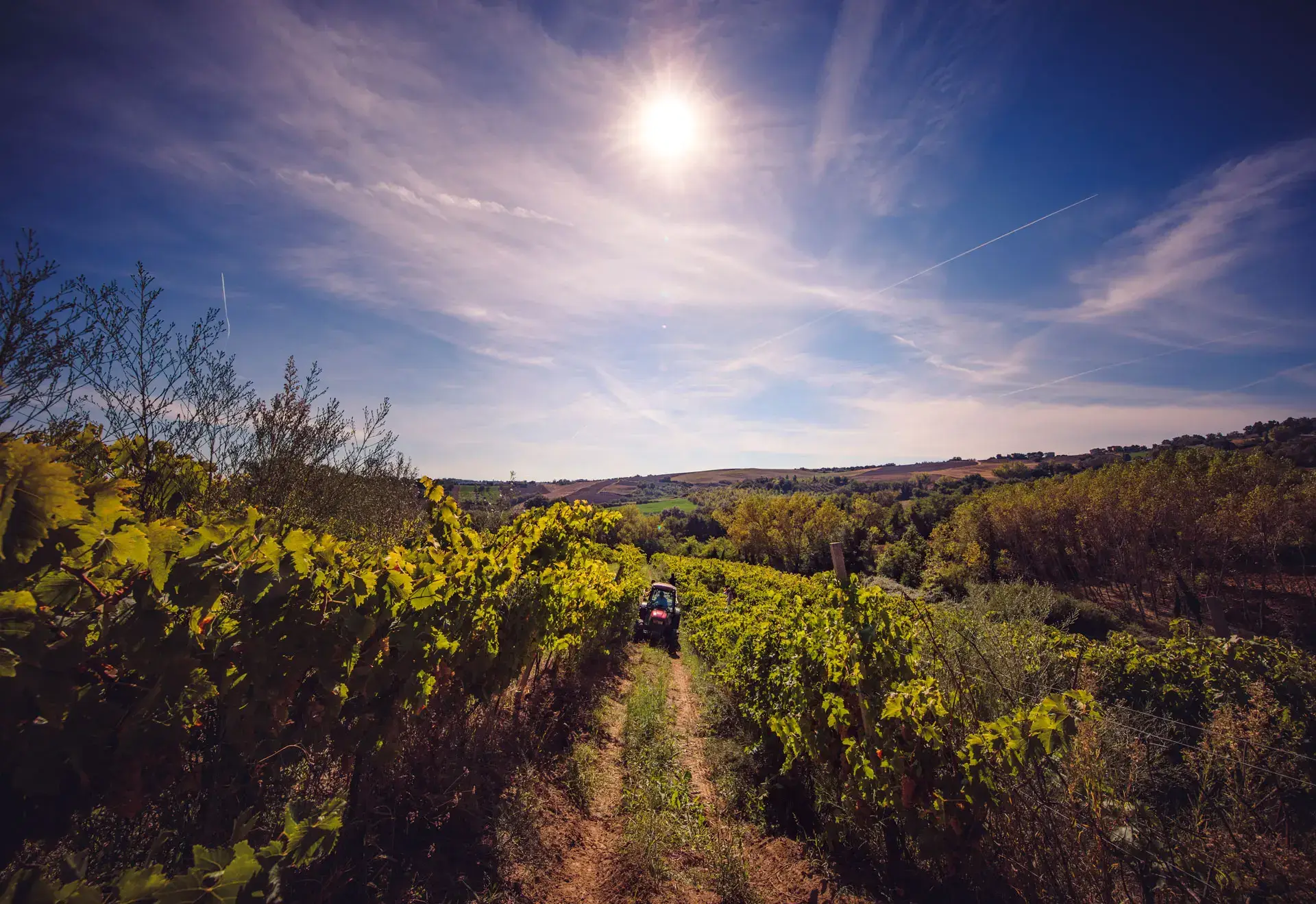 Pesaro: riscoperta di un territorio enologico tra boschi, colline e mare Pesaro: riscoperta di un territorio enologico tra boschi, colline e mare