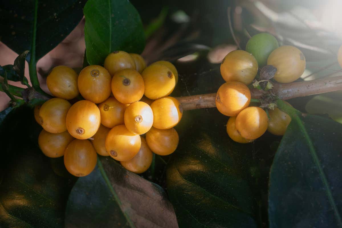 Perché il caffè è complesso come il vino ma nessuno lo racconta Perché il caffè è complesso come il vino ma nessuno lo racconta
