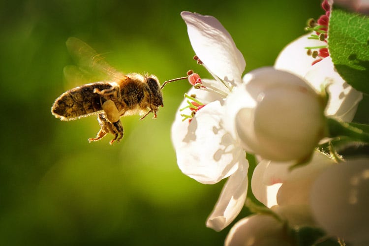Il progetto di Eataly e Slowfood mira a un ripopolamento delle api (Cento ettari di fiori e piante per nutrire le api)