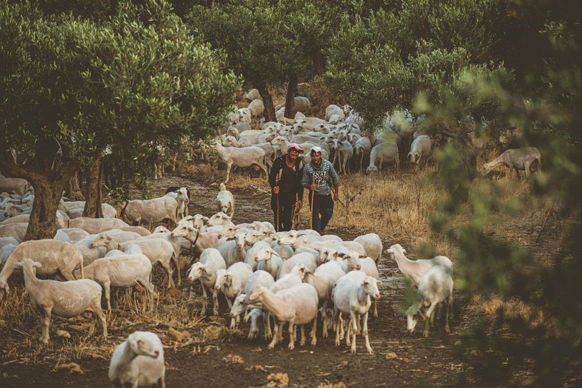 Pecore della valle del Belìce Di mucca, di capra, di pecora o asina: il giro d'Italia dei formaggi