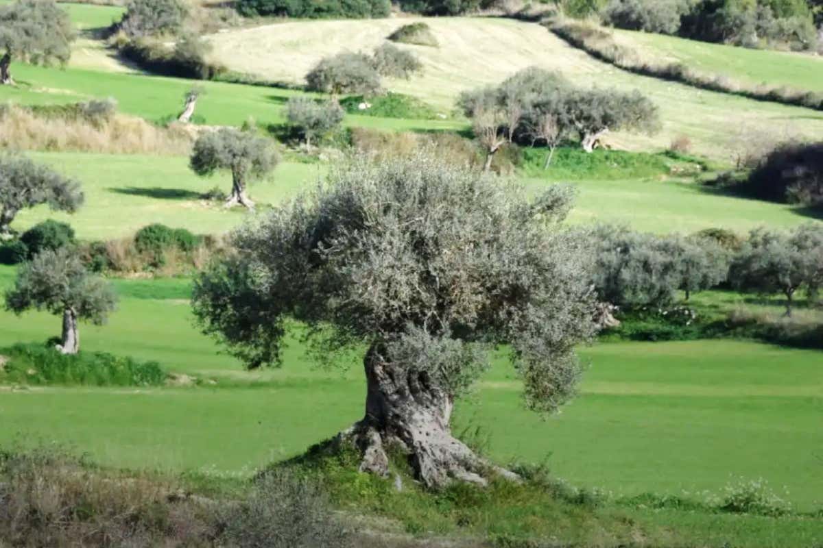 [Grillo] e [Frappato Akrille]: i nuovi vini di Joe Bastianich e Cutrera