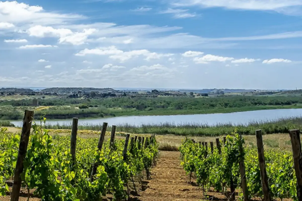 I filari di vigneti I vini di Casa Grazia da un terroir unico di dune, vento, mare e lago