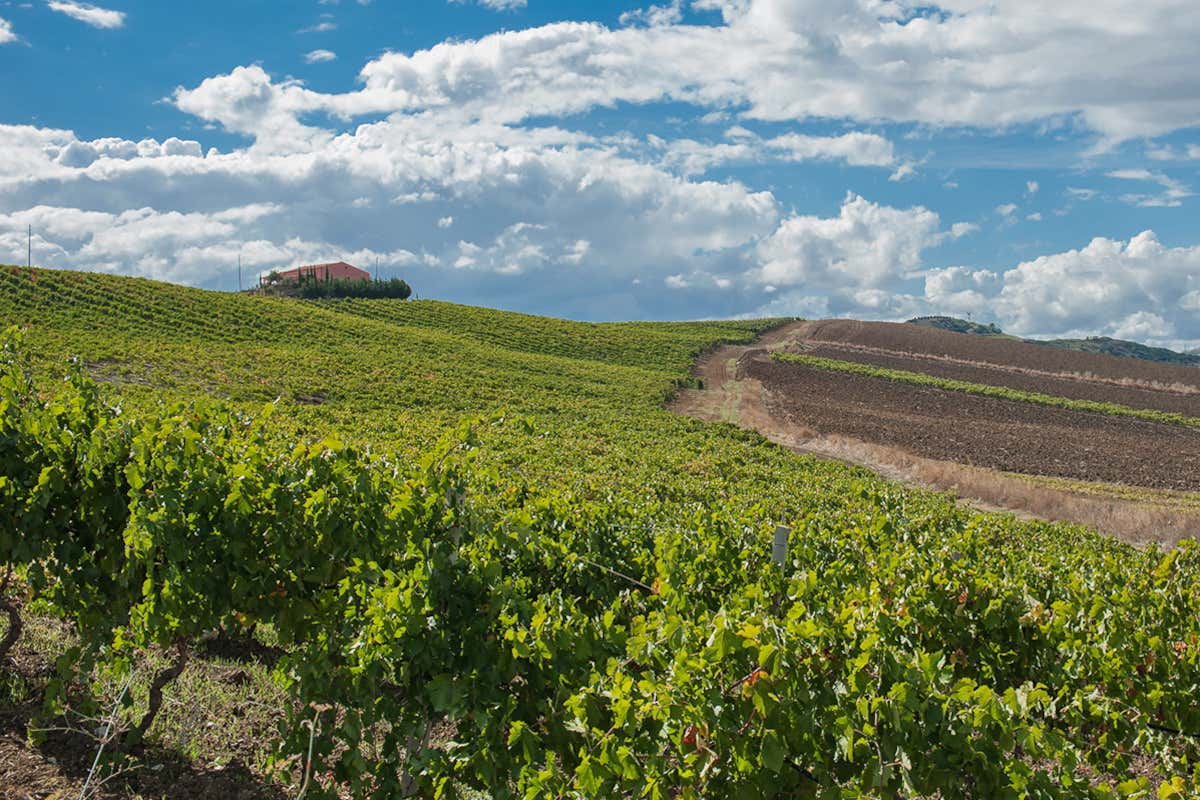 Bianco e Rosso di Case Alte, eccellenti espressioni di Catarratto e Syrah siciliani Bianco e Rosso di Case Alte, eccellenti espressioni di Catarratto e Syrah siciliani
