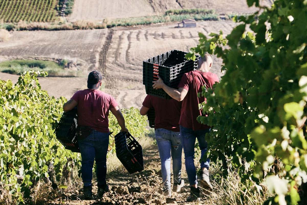 Bianco e Rosso di Case Alte, eccellenti espressioni di Catarratto e Syrah siciliani Bianco e Rosso di Case Alte, eccellenti espressioni di Catarratto e Syrah siciliani