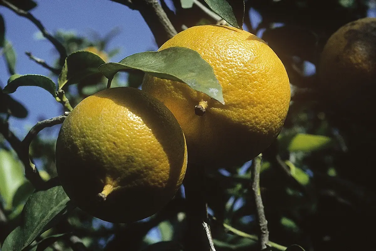 Olio di Bergamotto di Reggio Calabria Dop: nuovo piano di controlli