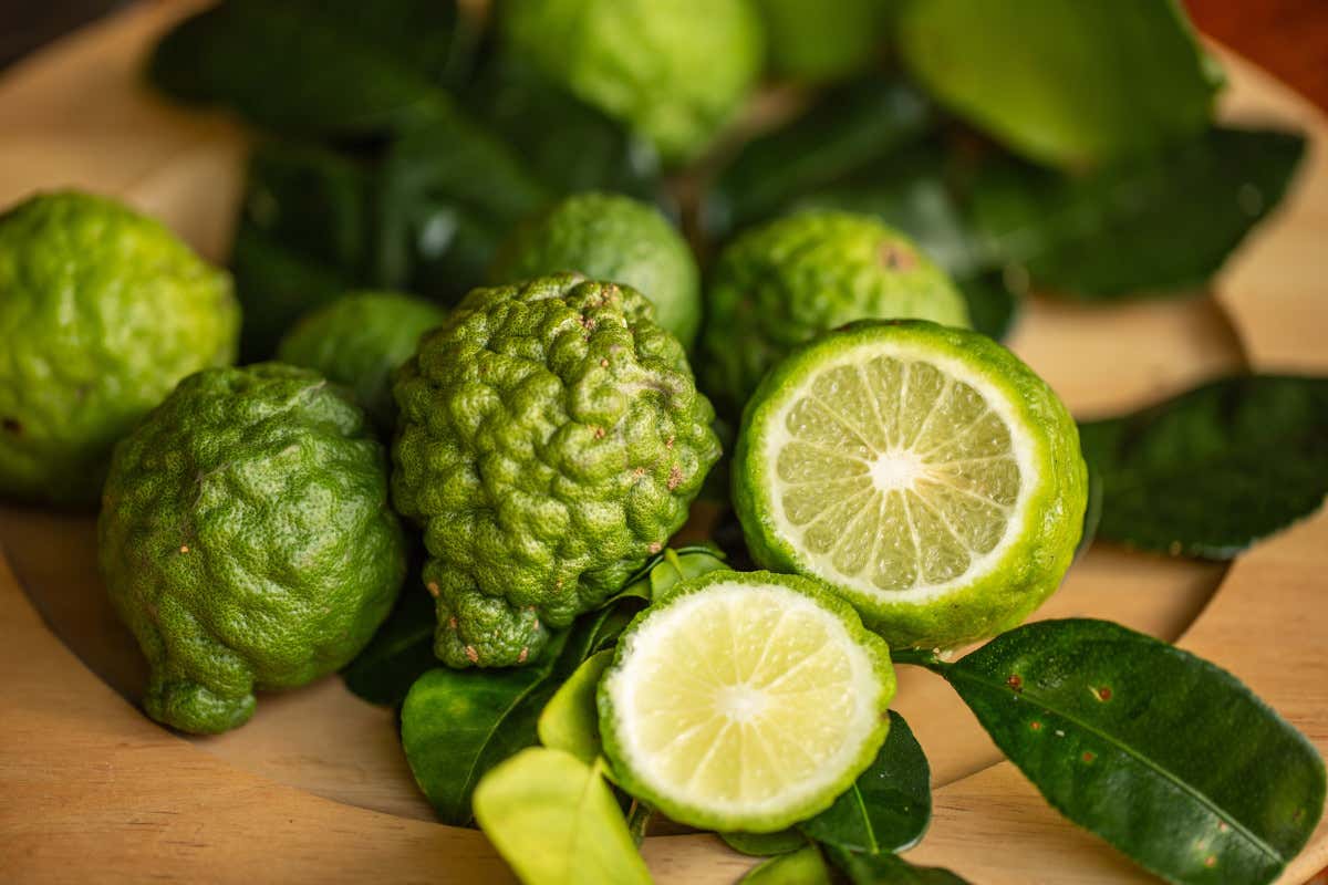 Che cos’è il bergamotto e perché fa bene: proprietà e utilizzi Che cos’è il bergamotto e perché fa bene: proprietà e utilizzi