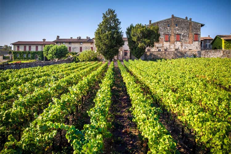 Berlucchi, al via la vendemmia Iniziata la raccolta del Pinot Nero