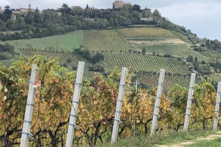 Bertinoro, balcone di Romagna Bertinoro per tre giorni capitale dell’Albana