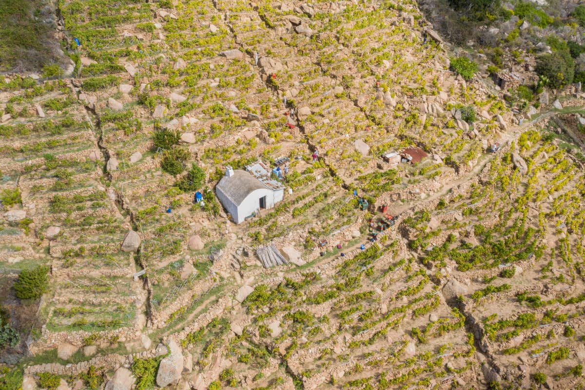 Testamatta e Casamatta: i vini icona di Bibi Graetz in Toscana