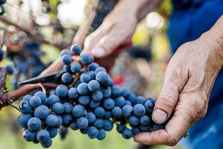 (Bio Wine Festival a Bolzano In scena i vini altoatesini)