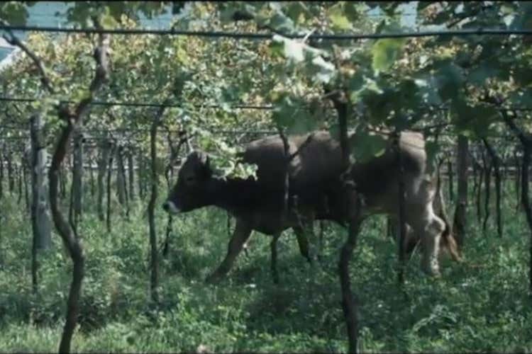 Alois Lageder passa il testimone  Clemens e il futuro biodinamico