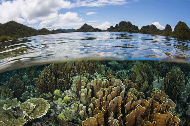 Il 5 giugno è la Giornata Mondiale dell'Ambiente - La difesa della biodiversità? Passa dal carrello della spesa