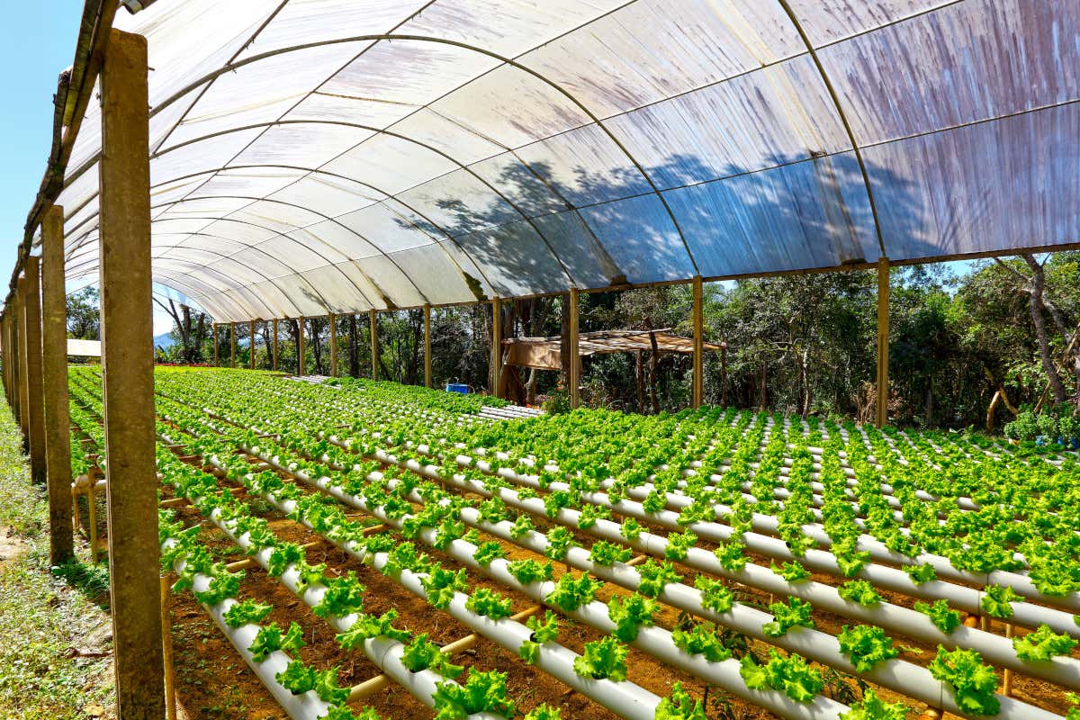 Biologico è boom in Italia: grande superficie e numero record di produttori