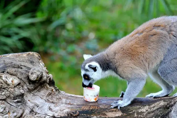 I lemuri al Bioparco di Roma, alle prese con un ghiacciolo al cocomero