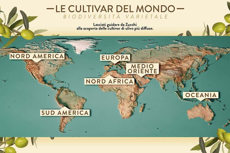 Le cultivar nel mondo - Zucchi riscopre le cultivar di ulivo Un lungo viaggio nella biodiversit&agrave;