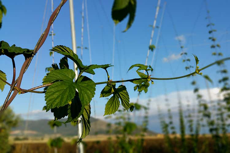 foto: Rebeers (La birra artigianale in Puglia si fa strada con tenacia)