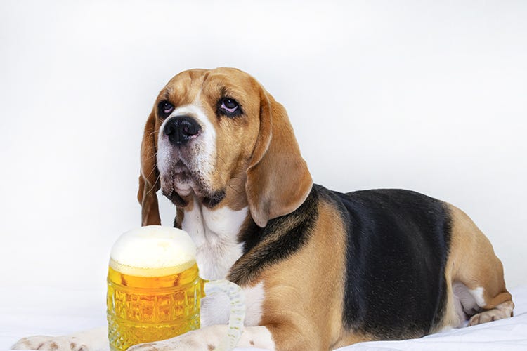 Nei bar e ristoranti arriva Pawse, la prima birra per cani in Italia Al ristorante con il cane? C’è una birra anche per lui