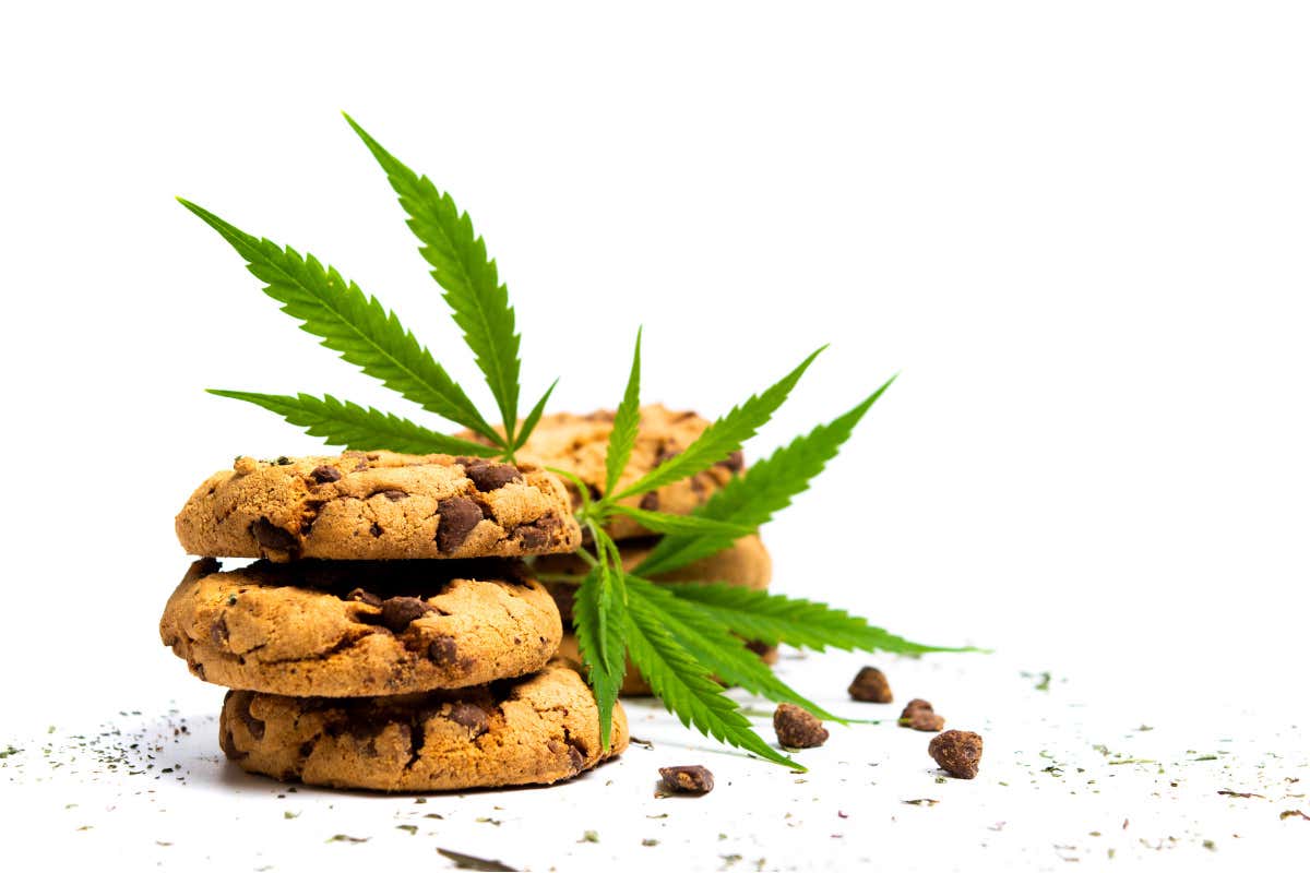 L’allerta di Grado 1 è scattata dopo il sequestro a Bolzano di confezioni contenenti Thc Biscotti e caramelle al principio attivo della cannabis: scatta l’allerta per i bambini L’allerta di Grado 1 è scattata dopo il sequestro a Bolzano di confezioni contenenti Thc Biscotti e caramelle al principio attivo della cannabis: scatta l’allerta per i bambini