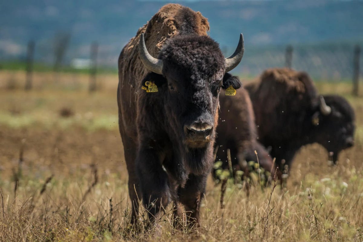 Il bisonte bison bison  Al lago Trasimeno per incontrare i bisonti con i Lakota Sioux