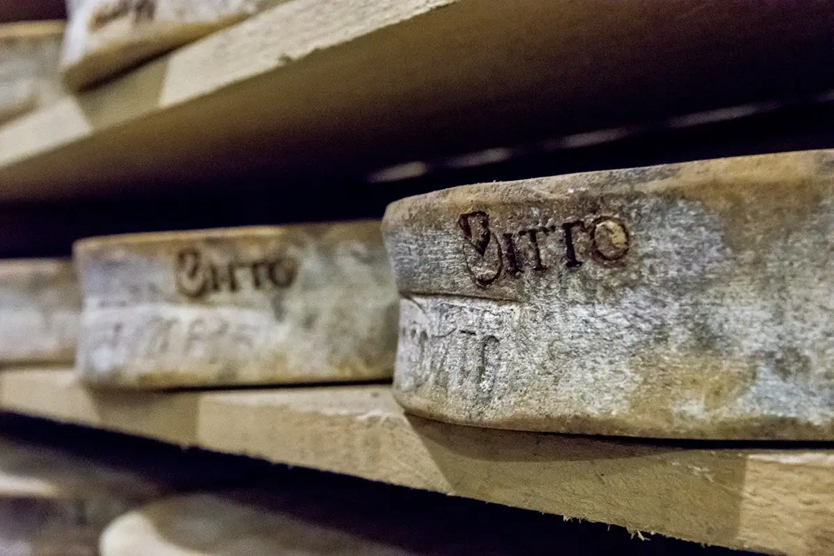Il Bitto, il re dei formaggi di alpeggio estivo Assaggiando il Bitto: 7 tappe tra i borghi e sapori della Valtellina