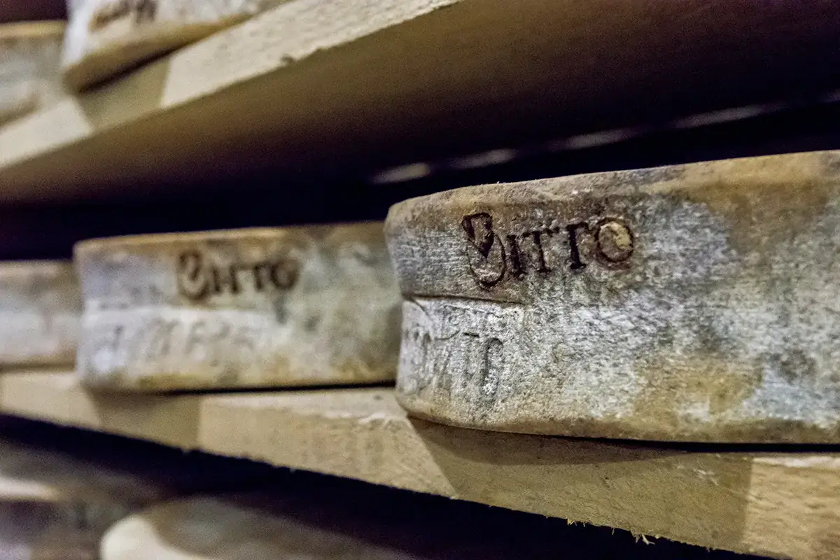 Formaggio Bitto Dop, un alleato degli sciatori Per sciare in Valtellina il formaggio &egrave; la fonte di energia giusta
