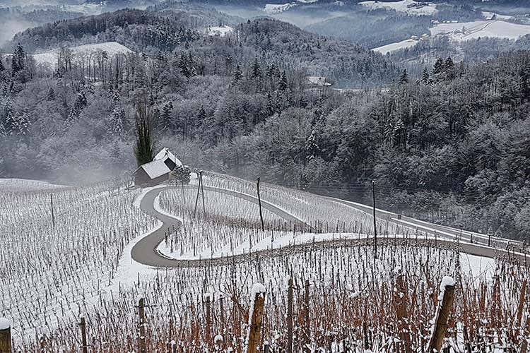 (Il bleisure del Gruppo Hit tra i vitigni antichi delle colline Stiriane) (Il bleisure del Gruppo Hit tra i vitigni antichi delle colline Stiriane)