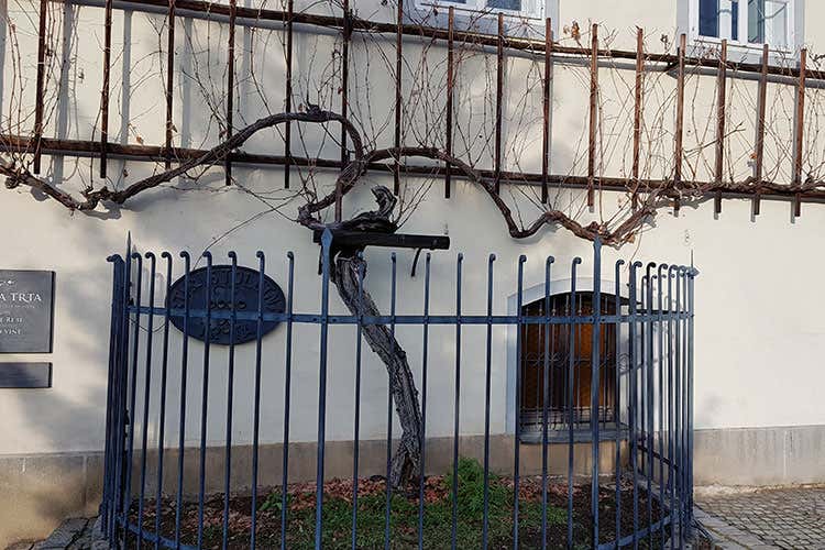 (Il bleisure del Gruppo Hit tra i vitigni antichi delle colline Stiriane) (Il bleisure del Gruppo Hit tra i vitigni antichi delle colline Stiriane)